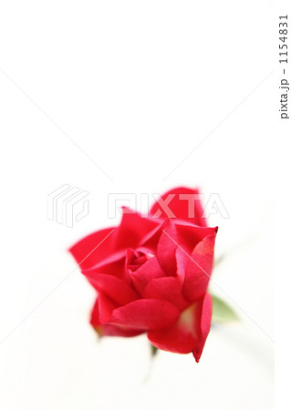 ミニバラ 1154831