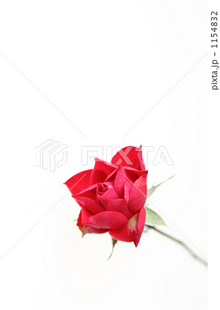 ミニバラ 1154832