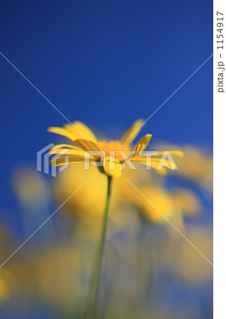 春のシャスタデージー 1154917