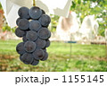 GRAPE 1155145