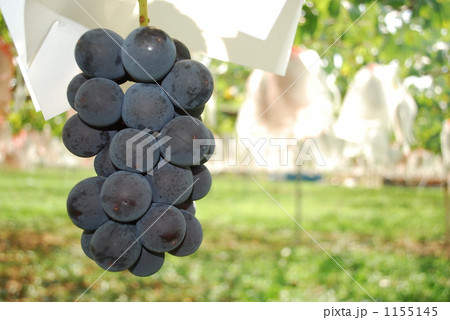 GRAPE 1155145
