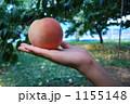 SWEET PEACH 1155148