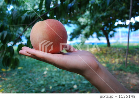 SWEET PEACH 1155148