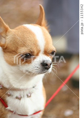遠くを見つめる犬 1155342