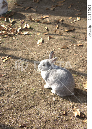 レッキス兎 1155501