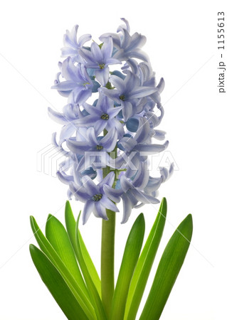 ヒヤシンス‘デルフトブルー’ 1155613