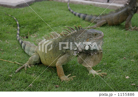 イグアナのアップ イグアナのアップ 1155886