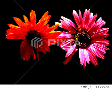 FLOWER FLOWER 1155928