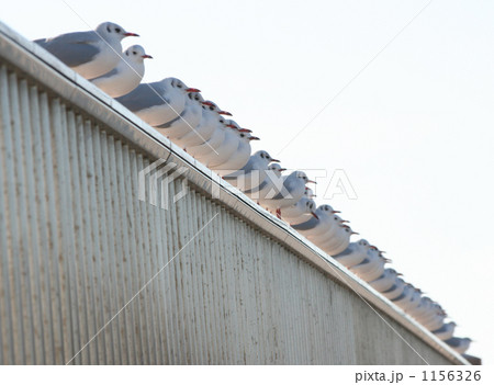 ユリカモメ　２ 1156326