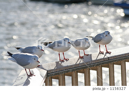 ユリカモメ　３ 1156327