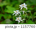 1157760
