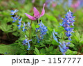 1157777