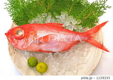 脂ののった金目鯛。 脂ののった金目鯛。 1158335