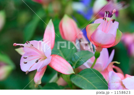 ピンクのグラデーションフクシア 1158623