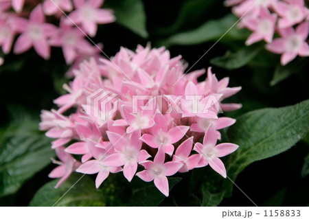 ピンクのペンタスの花 1158833