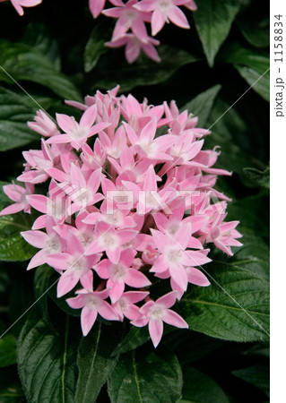 ピンクのペンタスの花 1158834