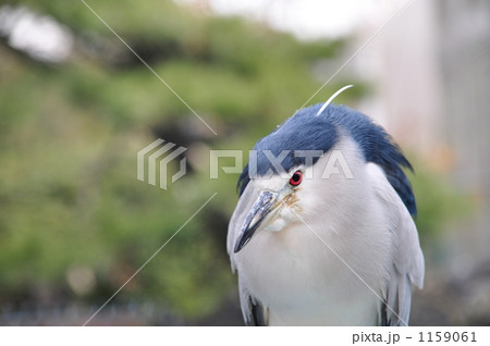 ゴイサギ ゴイサギ 1159061