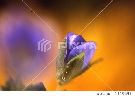 オオイヌノフグリ 1159693