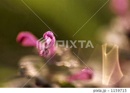 ホトケノザ 1159715