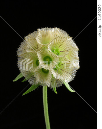 スカビオサ・ステラータ‘ステルンクーゲル’ 1160020