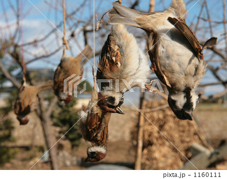 スズメの死骸 吊るす 見せしめ 害鳥 動物虐待 動物愛護の写真素材