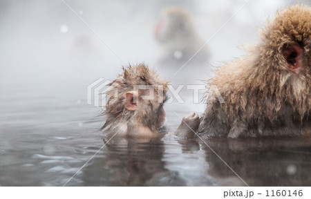 雪景色の温泉に浸かる日本猿の親子 1160146