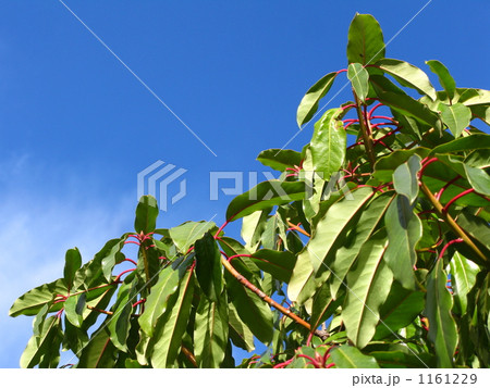 ユズリハと青空 ユズリハと青空 1161229