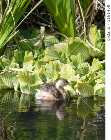 カイツブリ 1161409