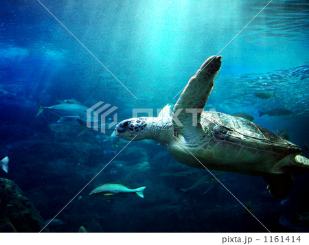 ウミガメ 1161414