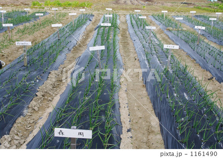 レンタルファーム レンタルファーム 1161490