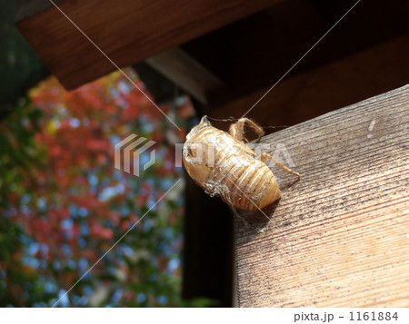 夏の忘れ物 1161884