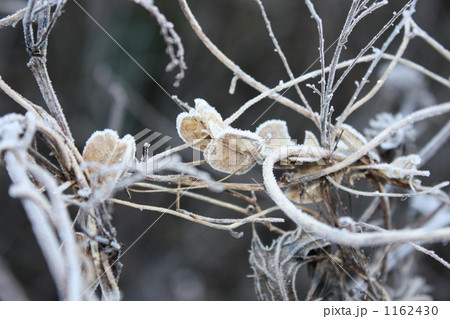 枯草の霧氷 1162430