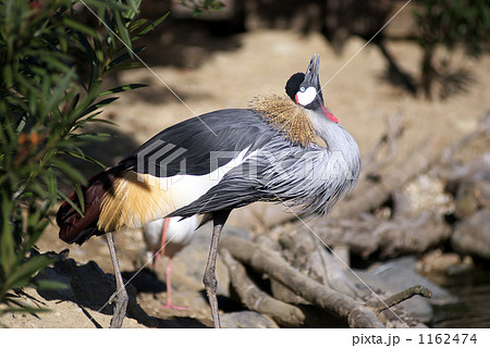 神戸花鳥園カンムリヅル 1162474