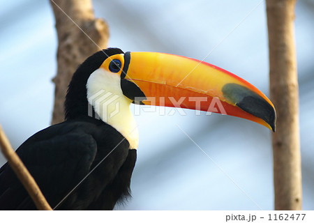 神戸花鳥園オオハシの写真素材