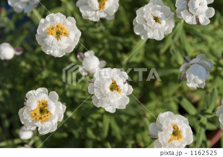 ヘリクリサム ヘリクリサム 1162525