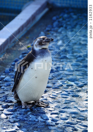 ペンギン ペンギン 1162933