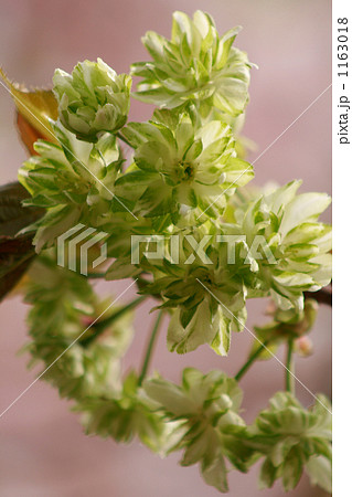 緑の花びら御衣桜桃色バック 緑の花びら御衣桜桃色バック 1163018