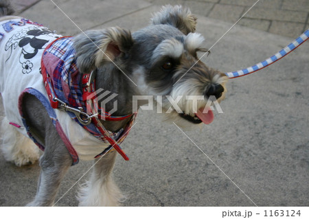 犬とショッピング 1163124