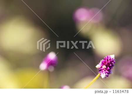 千日小鈴 1163478