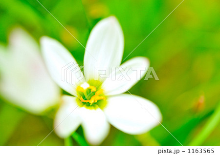 オオアマナ 1163565