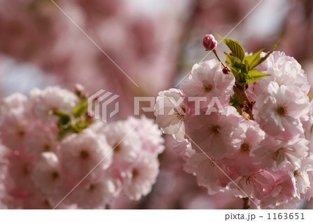 満開の一様桜の淡く美しい花 1163651