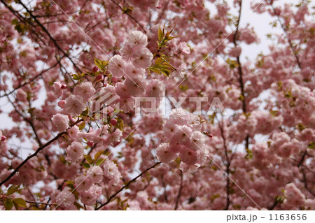 満開の一様桜の木 1163656