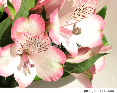アルストロメリア アルストロメリア 1163688