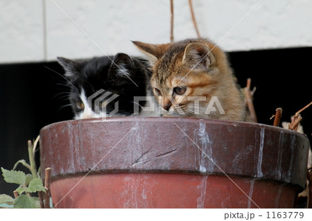 仲良し子猫 1163779