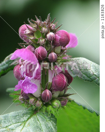 紫（桃色）のオドリコソウ 1163826