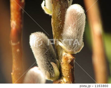 ネコヤナギ 1163860