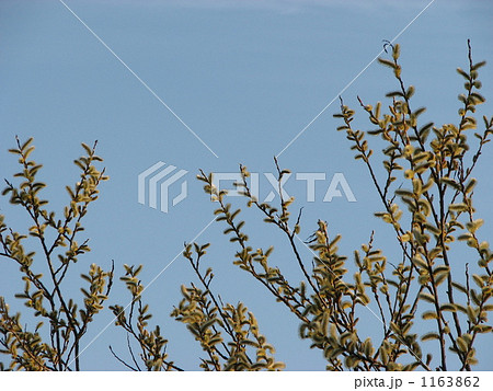 春の空とネコヤナギ 春の空とネコヤナギ 1163862