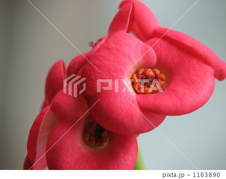 ハナキリン（花麒麟） 1163890