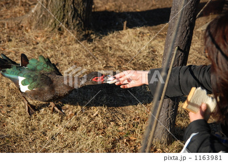 餌付け 餌付け 1163981