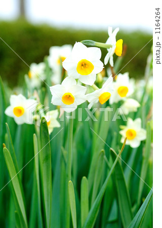 スイセン 1164264